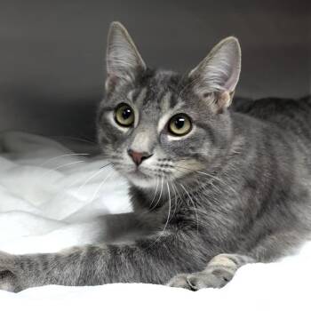 Adria -  Domestic Short Hair Cat for Adoption in Michigan City, Indiana - Adria | PetCurious