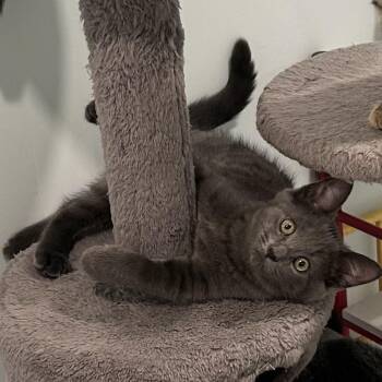 Yamaha (FA/FF) -  Domestic Short Hair Cat for Adoption in Sainte-angèle-de-monnoir, Quebec - Yamaha (FA/FF) | PetCurious