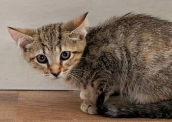 Rescue Domestic Short Hair Cats for Adoption in Columbia, South Carolina - Sassy | PetCurious