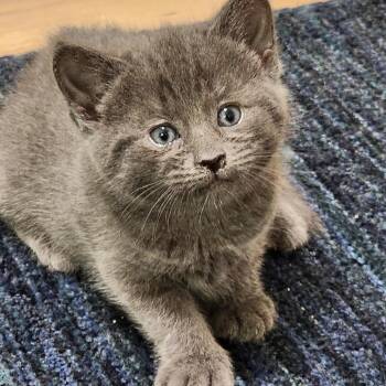 Quinn -  Domestic Short Hair Cat for Adoption in Mooresville, North Carolina - Quinn | PetCurious