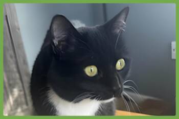 Mew -  Domestic Short Hair Cat for Adoption in Amherst, Massachusetts - Mew | PetCurious