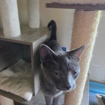 Winston Miller -  Domestic Short Hair Cat Available for Adoption in Woodstock, Virginia - Winston Miller | PetCurious
