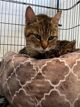 Luna- Pink -  Abyssinian Cat for Adoption in Charlotte, Michigan - Luna- Pink | PetCurious