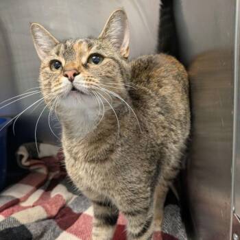 Rescue Domestic Short Hair Cats for Adoption in North Haven, Connecticut - Jasmine | PetCurious