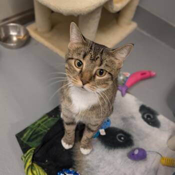 Ada -  Domestic Short Hair Cat for Adoption in Cape Girardeau, Missouri - Ada | PetCurious