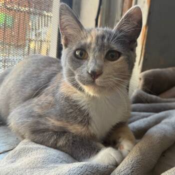 Rescue Domestic Short Hair Cats for Adoption in Los Angeles, California - Honey | PetCurious