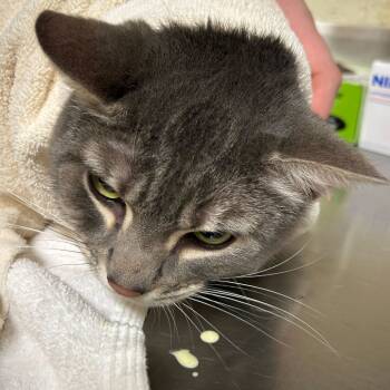 Rescue Domestic Short Hair Cats for Adoption in Asheville, North Carolina - Boogie | PetCurious