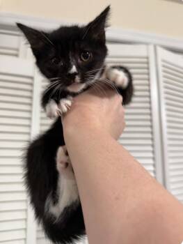 Treble -  Domestic Short Hair and Tuxedo Cat Available for Adoption in New York, New York - Treble | PetCurious