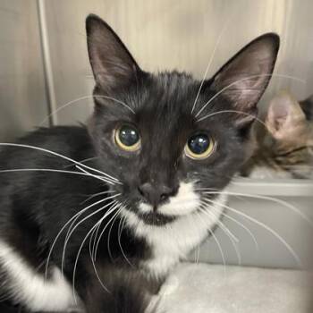 Myrtle (Bonded) -  Domestic Medium Hair and Domestic Short Hair Cat for Adoption in Wheaton, Illinois - Myrtle (Bonded) | PetCurious