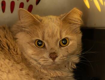 SNOWBALL -  Domestic Short Hair Cat for Adoption in Owensboro, Kentucky - SNOWBALL | PetCurious