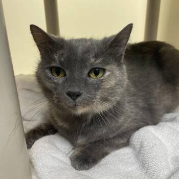 Domestic Short Hair Cats Available for Adoption - Rosie | PetCurious