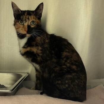 Belle -  Domestic Short Hair Cat for Adoption in Columbus, Georgia - Belle | PetCurious