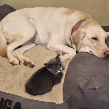 Domestic Short Hair Cats Available for Adoption - Gilligan | PetCurious