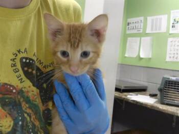 STU MACHER -  Domestic Short Hair Cat for Adoption in Omaha, Nebraska - STU MACHER | PetCurious