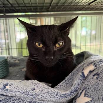 LiIliana -  Domestic Short Hair Cat for Adoption in Hampton Bays, New York - LiIliana | PetCurious