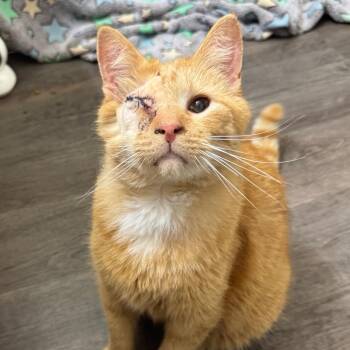Fuego (Holland Cat Cove) -  Domestic Short Hair Cat for Adoption in West Olive, Michigan - Fuego (Holland Cat Cove) | PetCurious