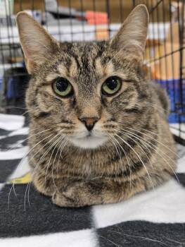 Domestic Medium Hair Cats Available for Adoption - Whimsy | PetCurious