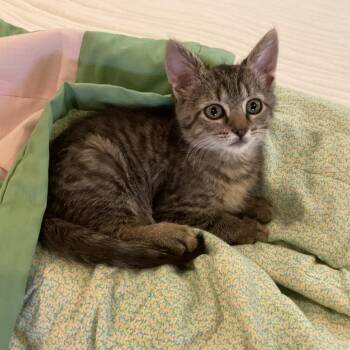 Domestic Short Hair Cats Available for Adoption in Phoenix, Arizona - Princess Lolly | PetCurious