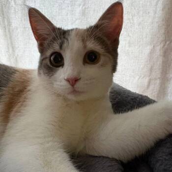 TOOLA -  Dilute Calico Cat for Adoption in Delhi, Ontario - TOOLA | PetCurious