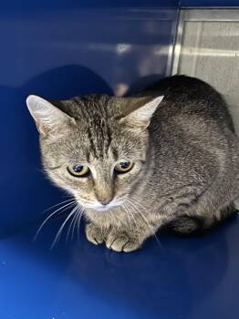 Tania -  Domestic Short Hair Cat for Adoption in Bolton, Ontario - Tania | PetCurious