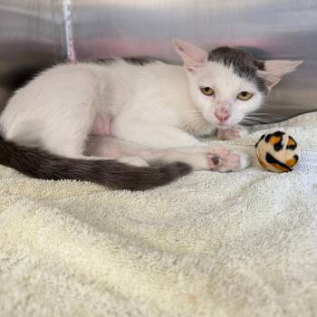 Jolene -  Domestic Short Hair Cat for Adoption in Hawthorne, California - Jolene | PetCurious