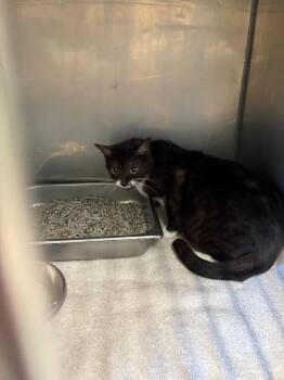 Juliet -  Domestic Short Hair Cat for Adoption in Providence Forge, Virginia - Juliet | PetCurious