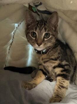TATER -  Domestic Short Hair Cat for Adoption in Leesburg, Virginia - TATER | PetCurious