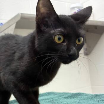 Lily -  Domestic Short Hair Cat for Adoption in Corpus Christi, Texas - Lily | PetCurious
