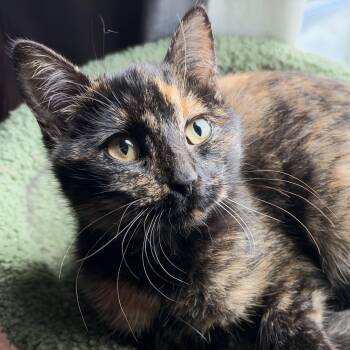Kanga -  Domestic Short Hair Cat for Adoption in East Lansing, Michigan - Kanga | PetCurious