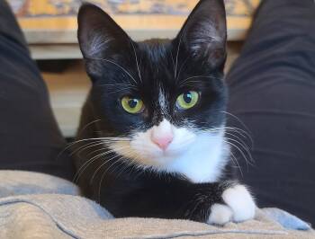 Rescue Domestic Short Hair Cats for Adoption in Lansing, Michigan - Little Debbie (25-221 C) | PetCurious