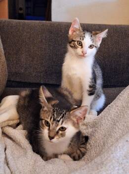 Domestic Short Hair Cats Available for Adoption in Reno, Nevada - Jake And Elwood | PetCurious