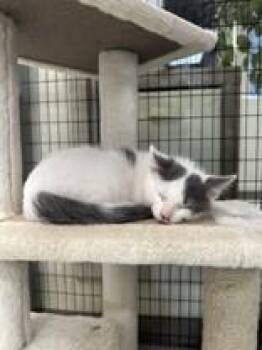 Tornado -  Domestic Short Hair Cat for Adoption in Manitowoc, Wisconsin - Tornado | PetCurious