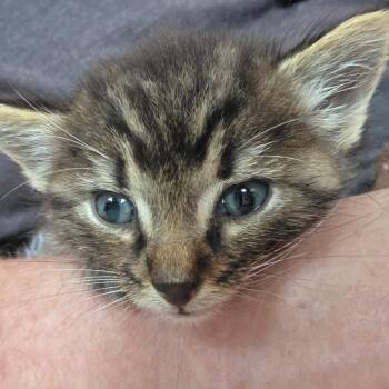 Pippin -  Domestic Short Hair Cat for Adoption in Milan, Illinois - Pippin | PetCurious