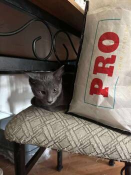 Rescue Russian Blue and Domestic Short Hair Cats for Adoption in Chicago, Illinois - Twinkle | PetCurious