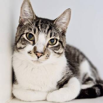 Domestic Short Hair Cats Available for Adoption - Shitake (bonded W/Shroom) | PetCurious