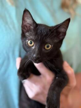 Larry -  Domestic Short Hair Cat for Adoption in Johnson City, Tennessee - Larry | PetCurious