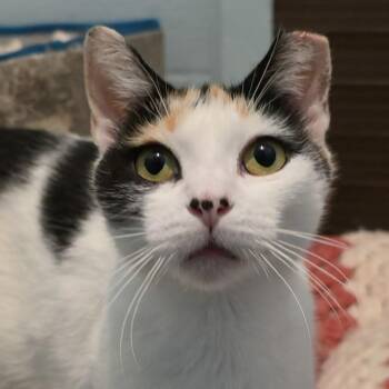 Loretta -  Domestic Short Hair Cat for Adoption in Smithtown, New York - Loretta | PetCurious