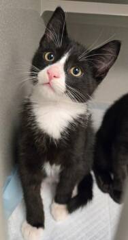 Icarus -  Domestic Medium Hair Cat for Adoption in Viroqua, Wisconsin - Icarus | PetCurious