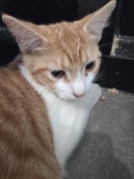 Rescue Domestic Short Hair Cats for Adoption in Leander, Texas - Fanta | PetCurious