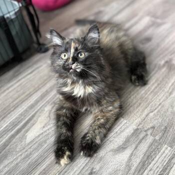 Domestic Long Hair and Siamese Cats Available for Adoption in Plainfield, Illinois - Peony | PetCurious