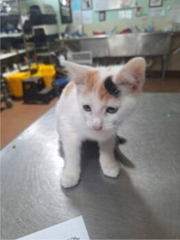 Tulip -  Domestic Short Hair Cat for Adoption in Winfield, Kansas - Tulip | PetCurious