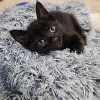 Domestic Short Hair Cats Available for Adoption in Waxhaw, North Carolina - Claudius | PetCurious