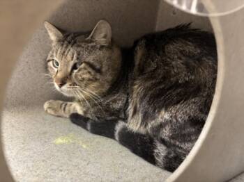 Domestic Short Hair Cats Available for Adoption - A043043 | PetCurious