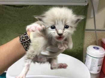 Domestic Short Hair Cats Available for Adoption in Riverside, California - FRENCH ONION | PetCurious