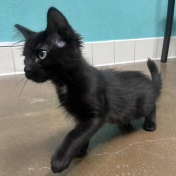 LadyBug -  Domestic Long Hair Cat for Adoption in Riverside, California - LadyBug | PetCurious
