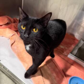 Panther -  Domestic Short Hair Cat for Adoption in Tampa, Florida - Panther | PetCurious