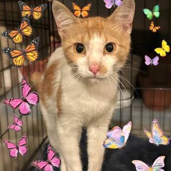 Mel -  Domestic Short Hair Cat for Adoption in Springdale, Arkansas - Mel | PetCurious