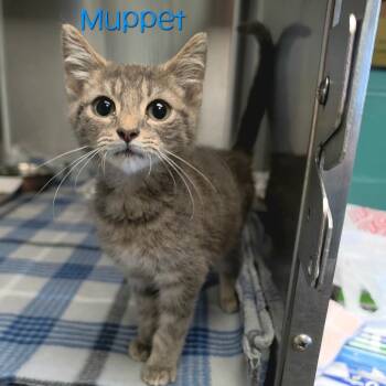 Muppet -  Domestic Short Hair Cat for Adoption in Parkersburg, West Virginia - Muppet | PetCurious