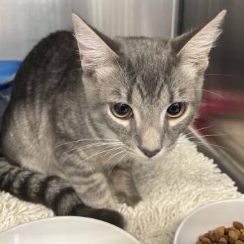 1371-C26 -  Domestic Short Hair Cat for Adoption in Port Charlotte, Florida - 1371-C26 | PetCurious