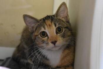 Rosie -  Domestic Short Hair Cat for Adoption in Kansas City, Missouri - Rosie | PetCurious